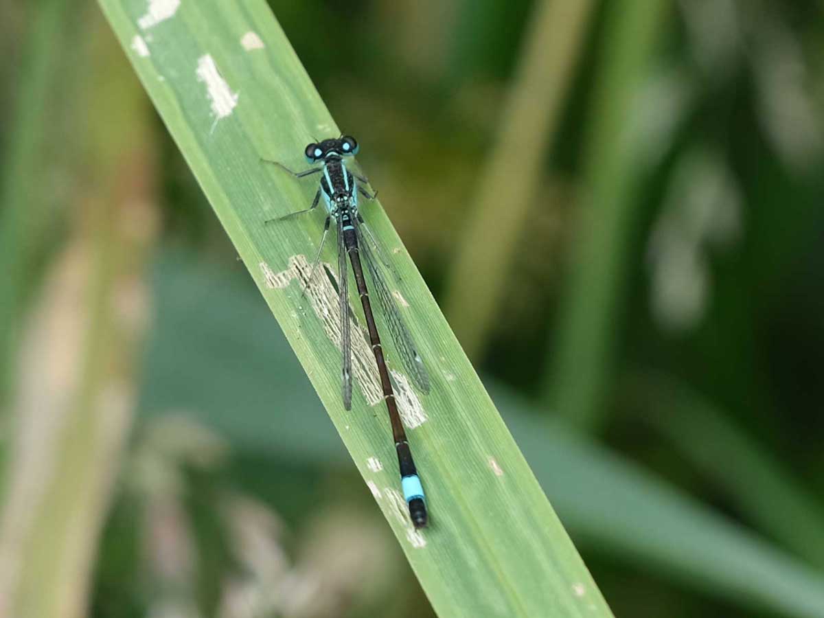 Ischnura_elegans